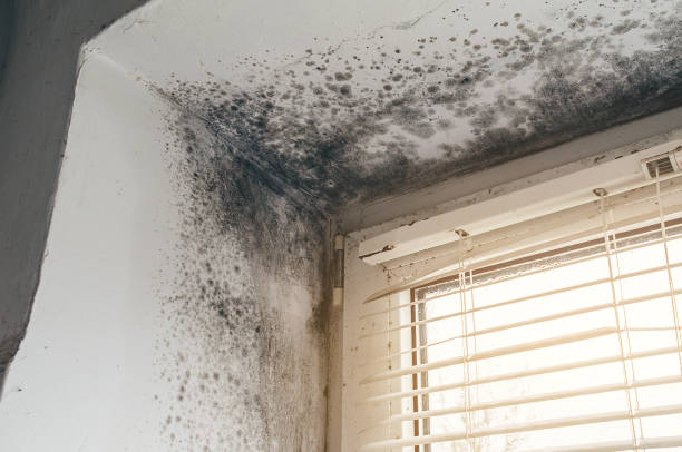 Affordable Basement Mold Removal solutions in Spotswood, NJ