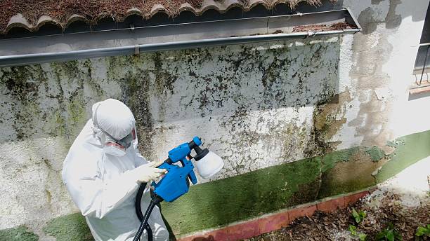 Trusted Mold Removal service in Spotswood, NJ - Cheap Mold Removal